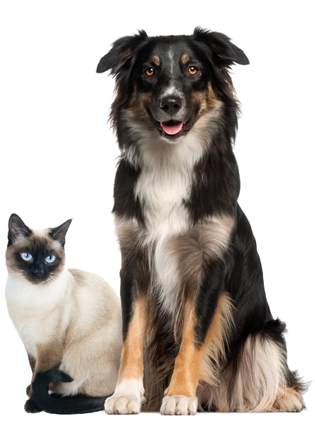 Dog-Cat