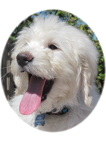 Buy Midwest Crates & Beds in Leesburg, FL from Karen's Canine Kitchen Midwest Crates & Beds Leesburg Florida
